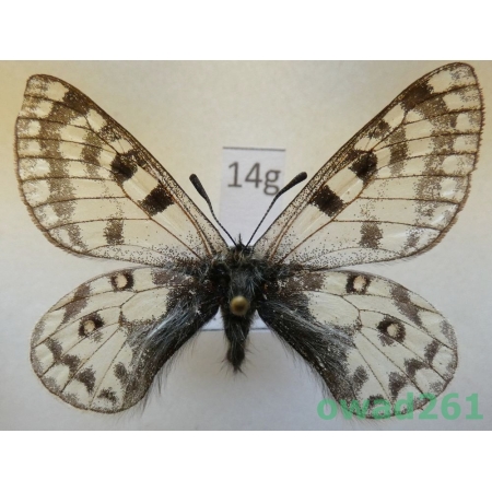 Parnassius simo ssp. miroku Inaoka & Shinkai, 1994 China14g